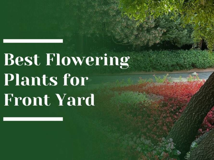 Best Flowering Plants for Front Yard Blog Image