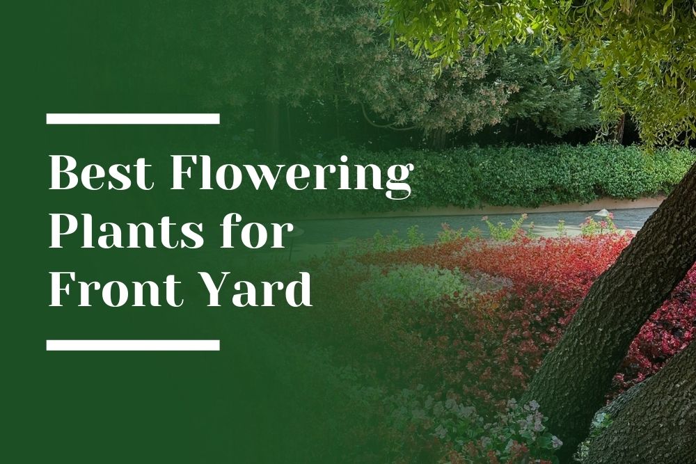 Best Flowering Plants for Front Yard Blog Image