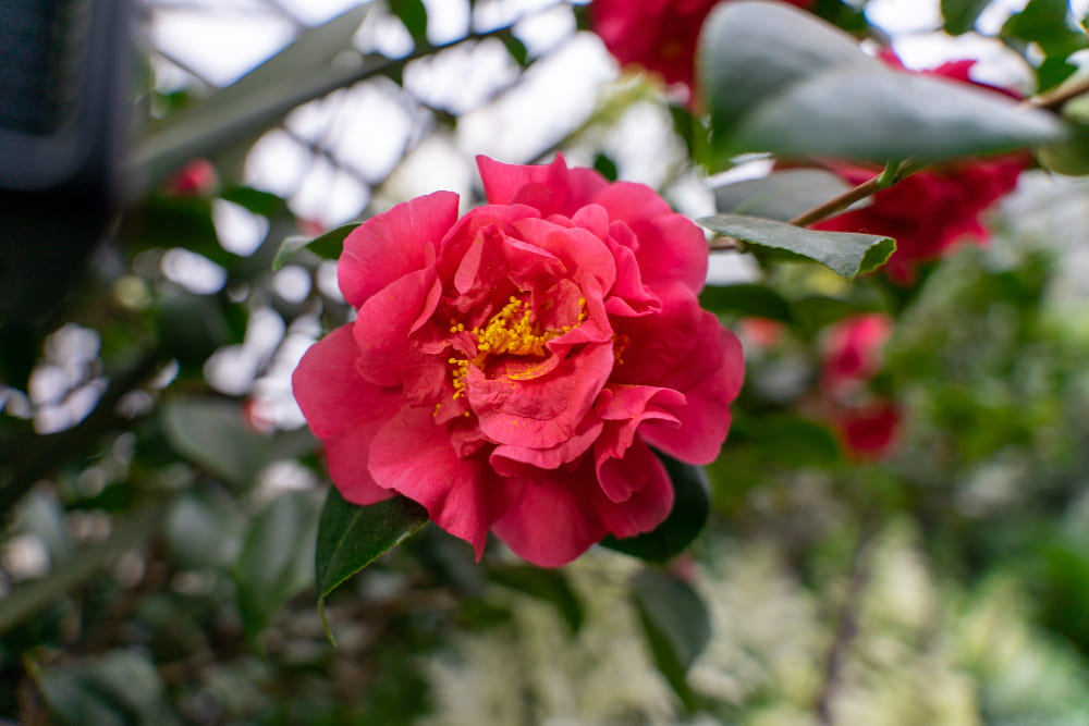 Camellia Flower