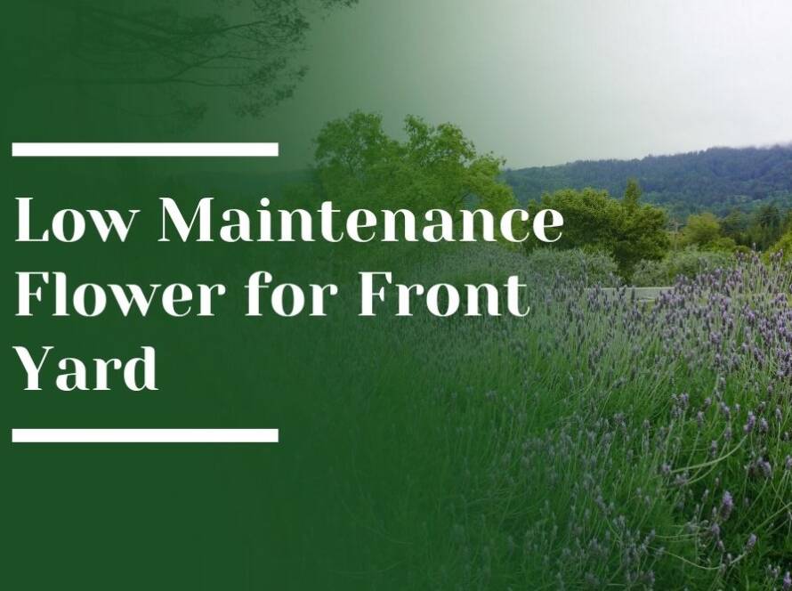 Low Maintenance Flower for Front Yard