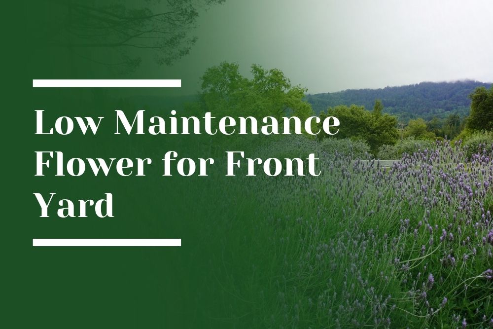 Low Maintenance Flower for Front Yard