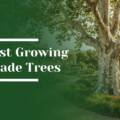 6 Fast Growing Shade Trees for Estate Landscapes in Atherton