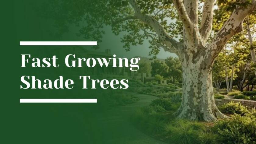 Fast Growing Shade Trees Blog Image