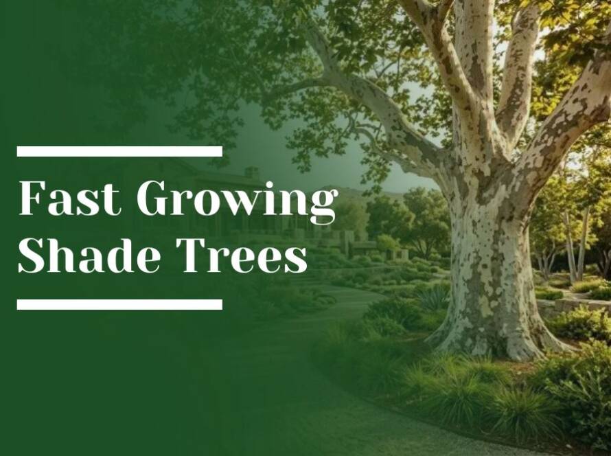 Fast Growing Shade Trees Blog Image
