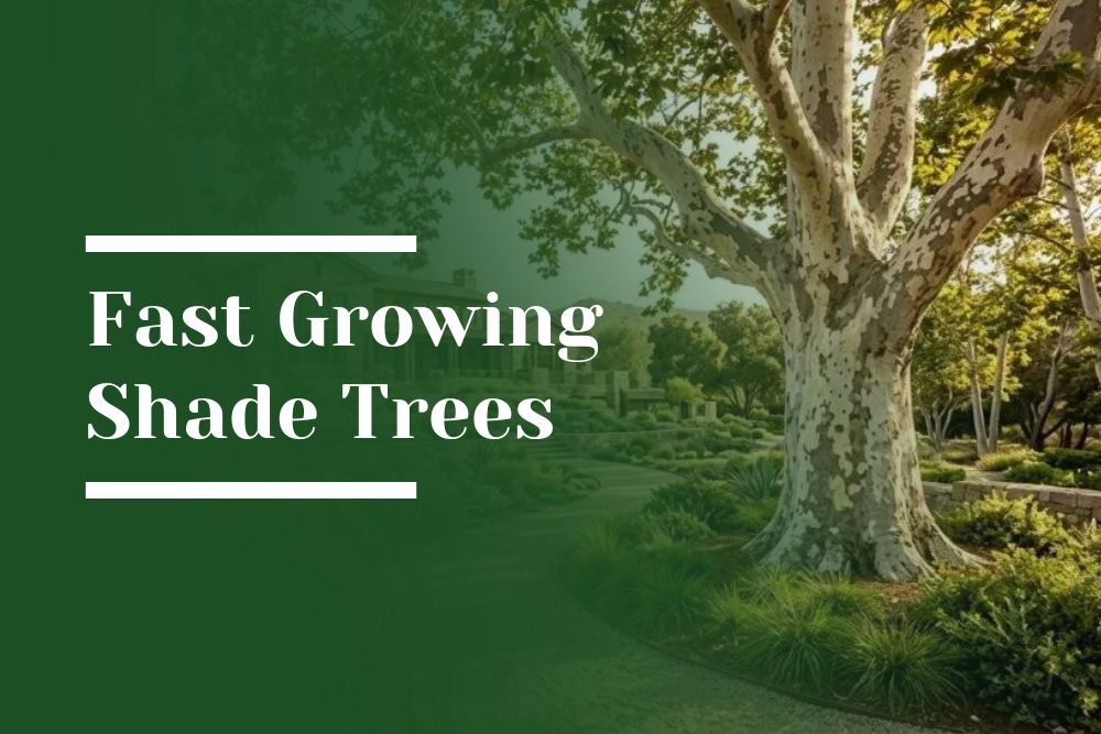 Fast Growing Shade Trees Blog Image