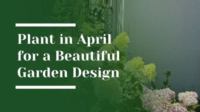 Plant in April Garden Design Blog Image