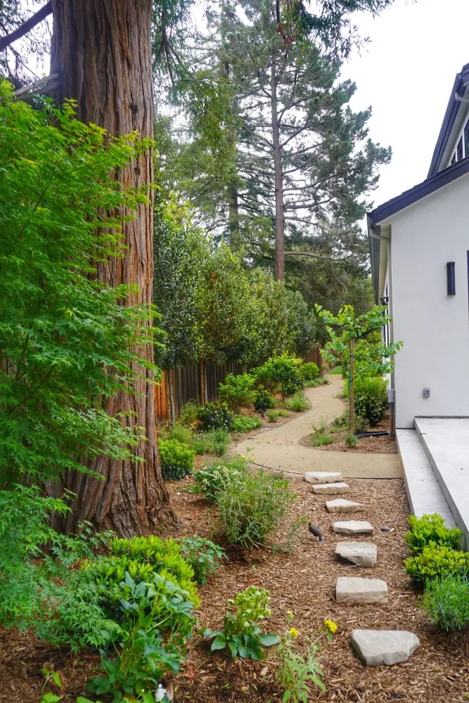Roble Alto Landscape Design Palo Alto_2