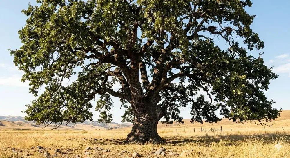 Valley Oak Tree
