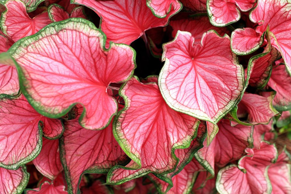 Caladium