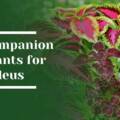 5 Long Lasting Companion Plants for Coleus in Atherton Luxury Gardens