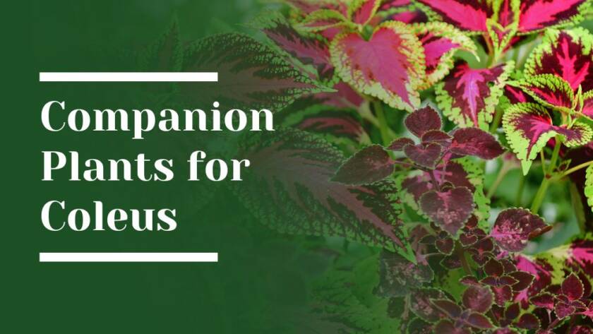 Companion Plants for Coleus