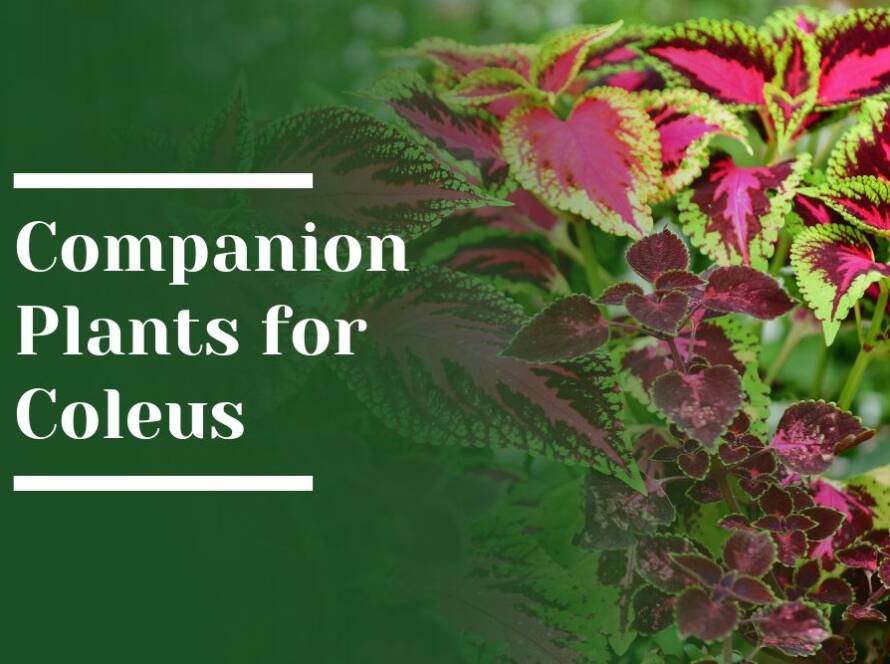 Companion Plants for Coleus