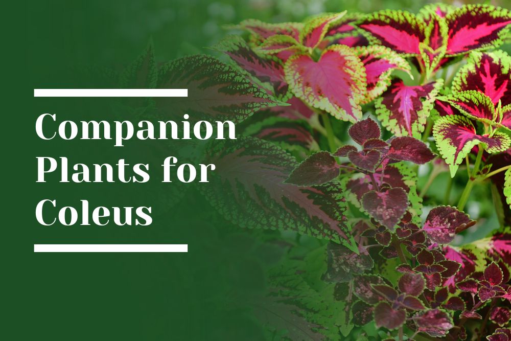 Companion Plants for Coleus