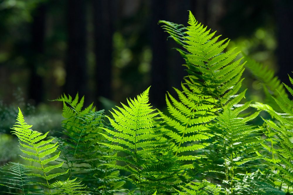 Fern