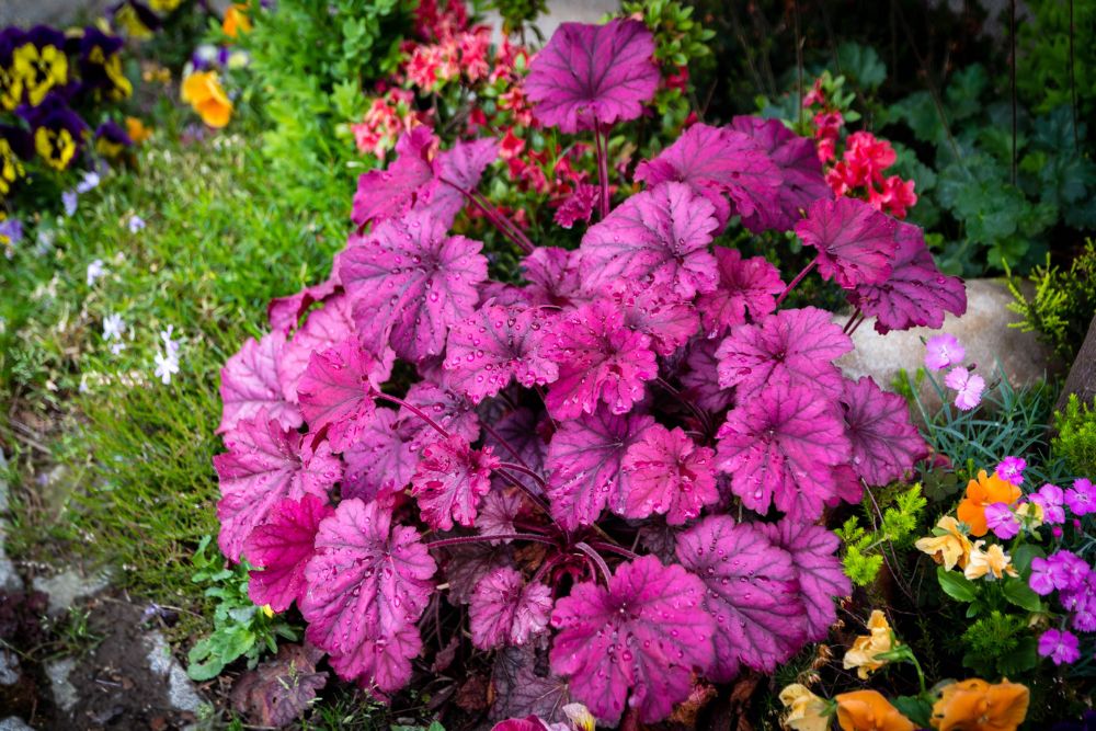 Heuchera