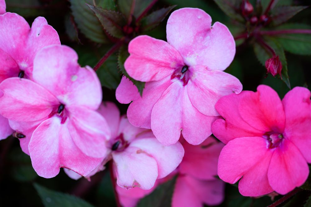 Impatiens