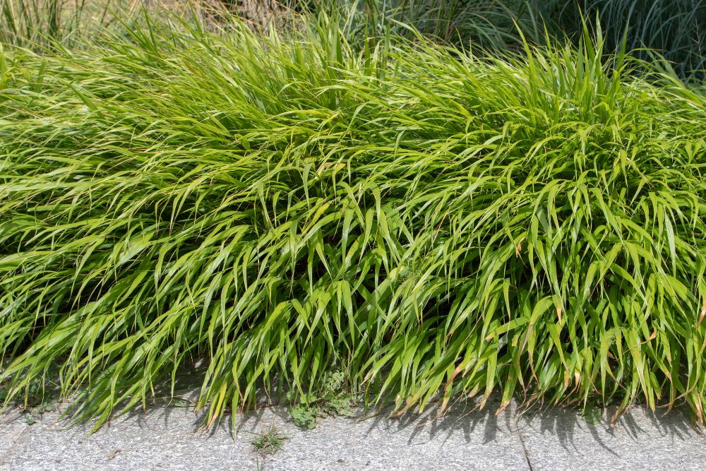 Japanese forest grass