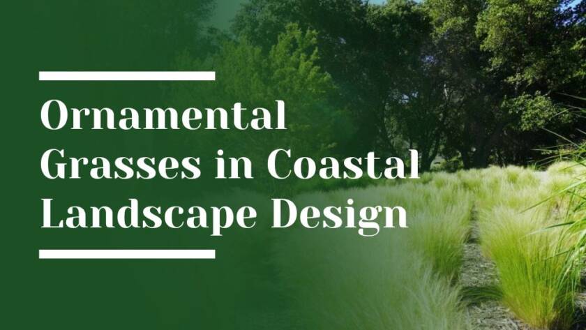 Ornamental Grasses Blog Image