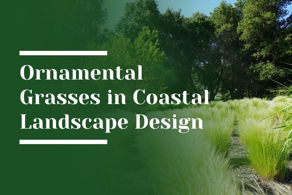 Ornamental Grasses Blog Image