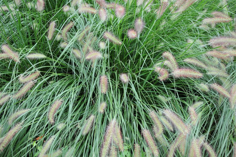 fountain grass