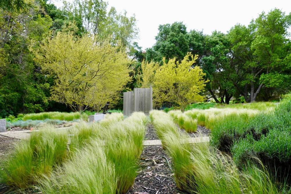 Ornamental Grasses