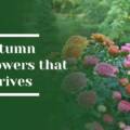 5 Autumn Flowers That Thrive in Woodside Landscapes