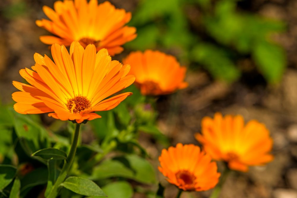 Calendula