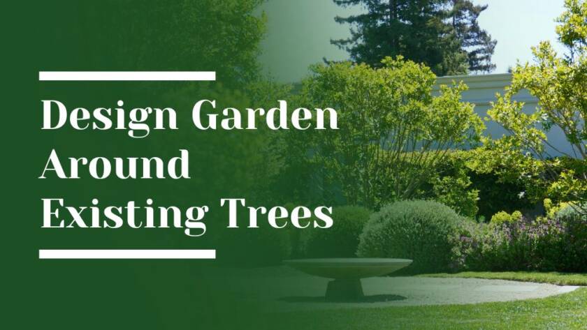 Design Garden Around Existing Trees