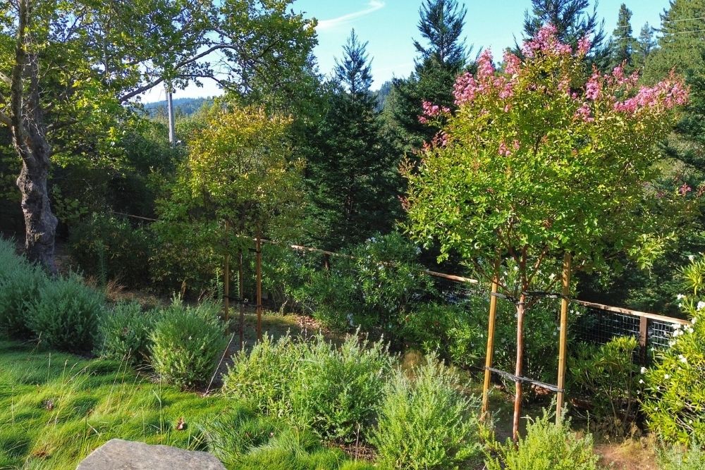 Lush backyard garden with flowering plants