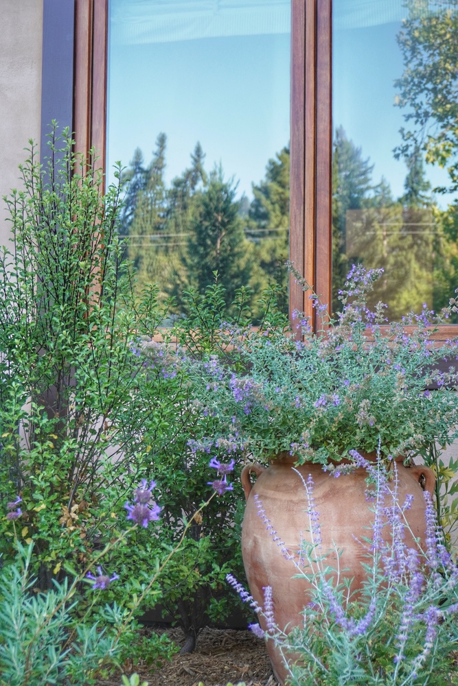Terracotta pot surrounded by purple flowers