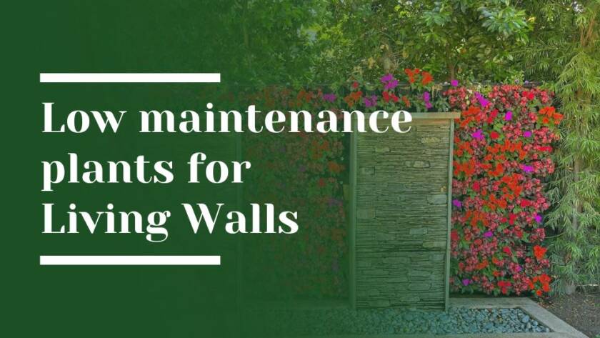 Low maintenance plants for Living Walls