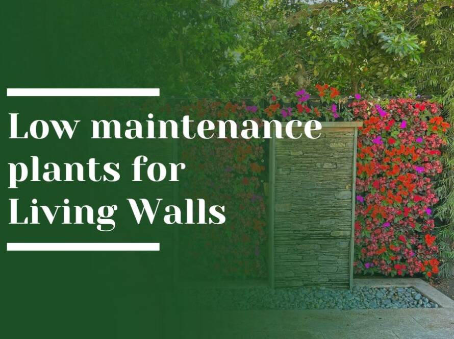 Low maintenance plants for Living Walls