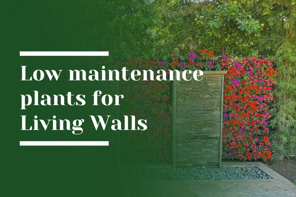 Low maintenance plants for Living Walls