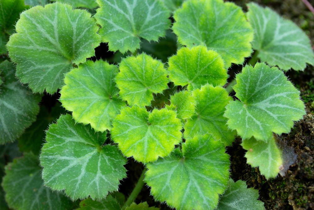 Strawberry Begonia