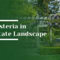 Ideas to Incorporate Wisteria Into a Woodside Estate Landscape Renovation