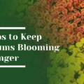 How to Keep Mums Blooming Longer in Monte Sereno Estate Gardens