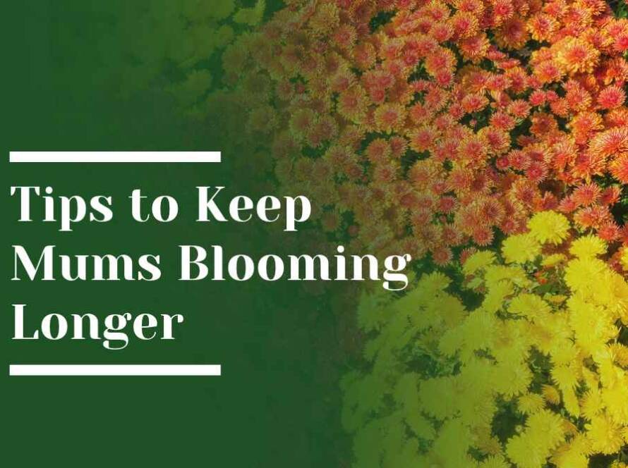 Tips to Keep Mums Blooming Longer Blog Image