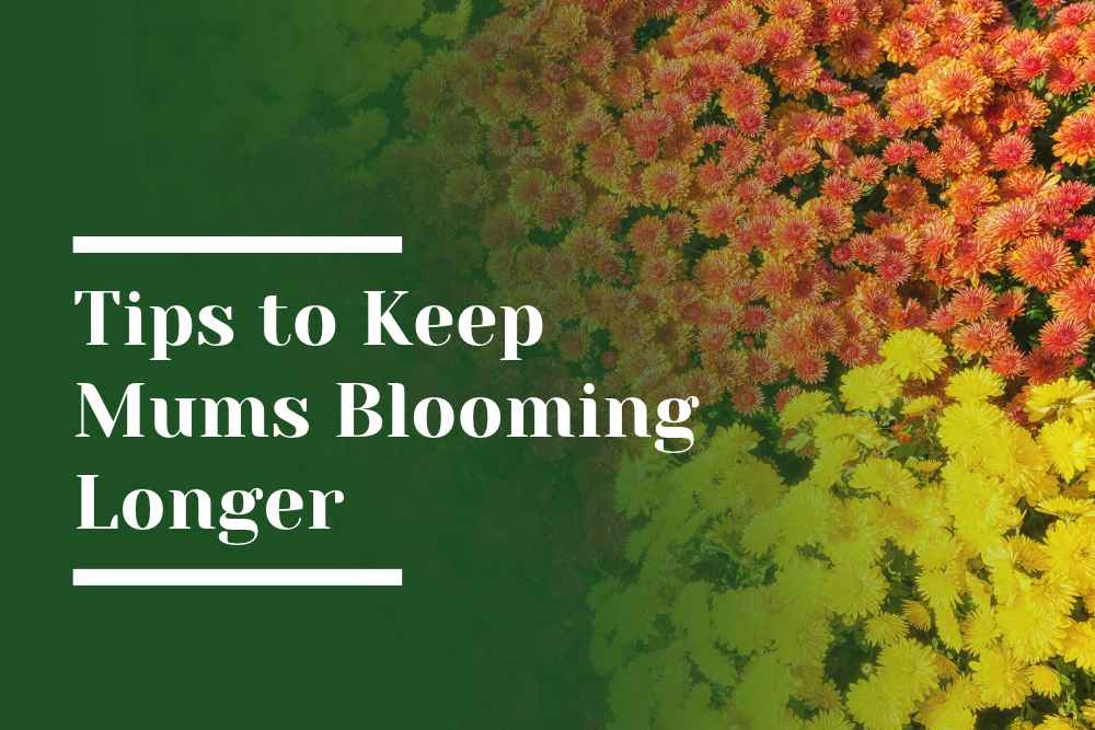 Tips to Keep Mums Blooming Longer Blog Image