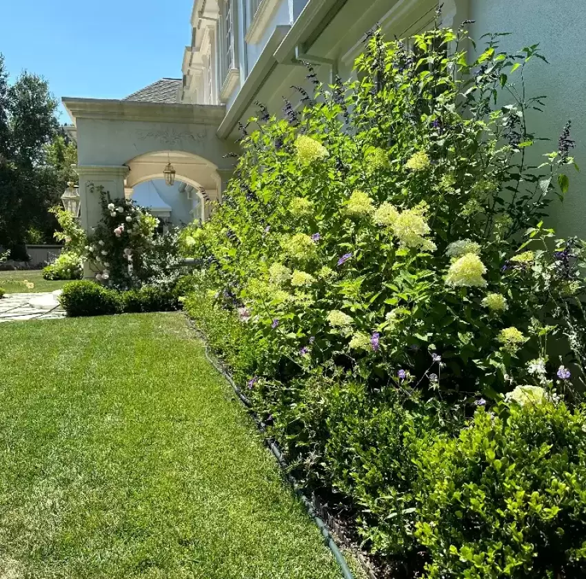 Atherton_Bay_Area_Landscaping_Portfolio_Petrus_Landscape (1) well-manicured garden with a lush green lawn