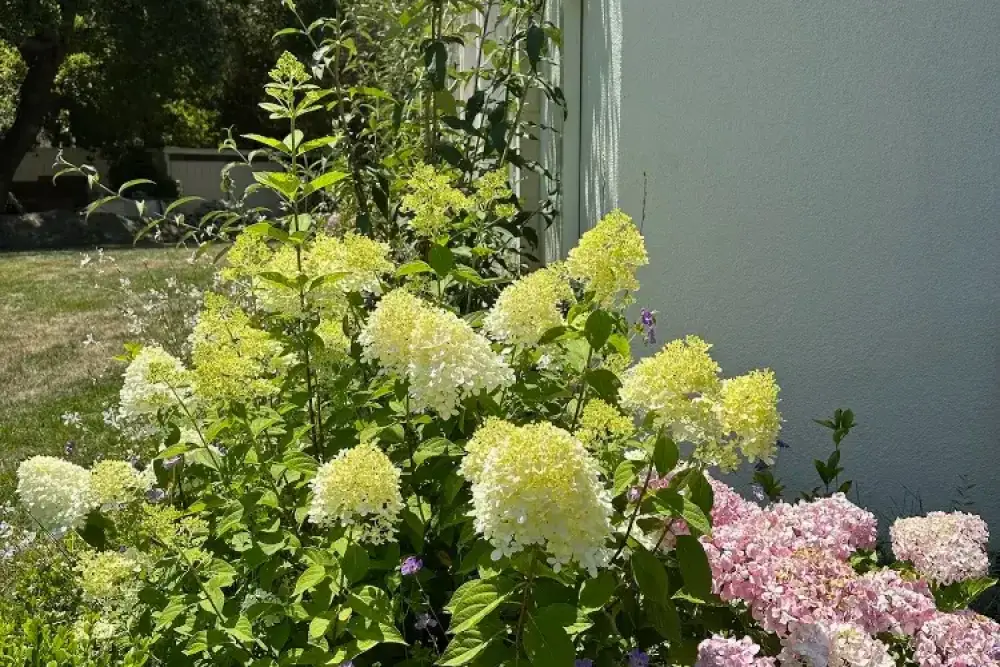 Atherton_Bay_Area_Landscaping_Portfolio_Petrus_Landscape (7)