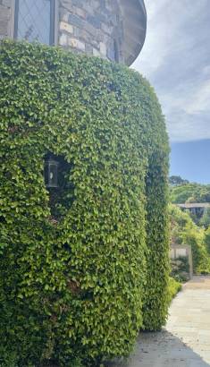 Fern Hill_Luxury_Landscaping_Project_Bay Area_7 Ficus covered entrance at the home’s main door