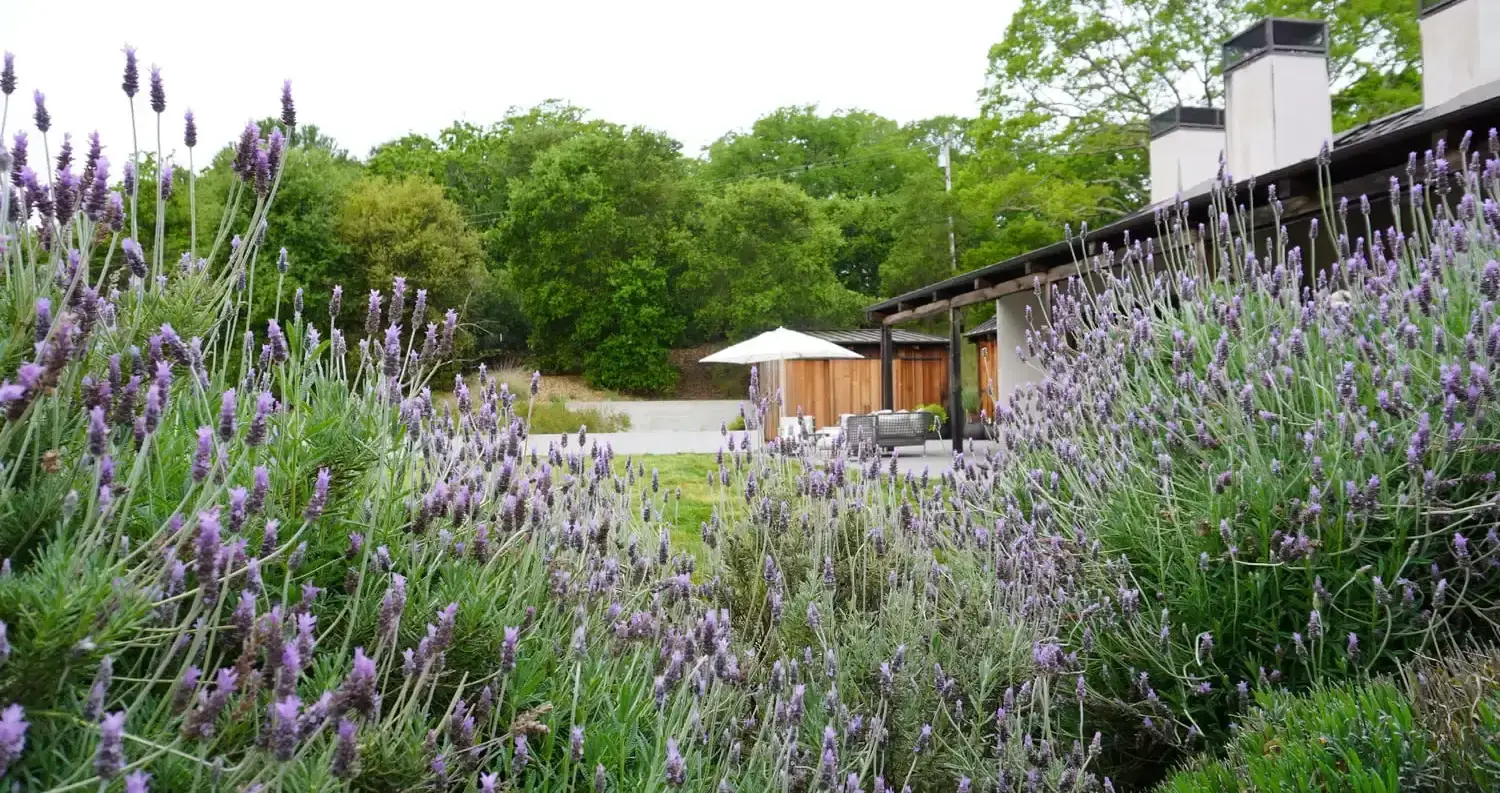 Mapache Landscape Design