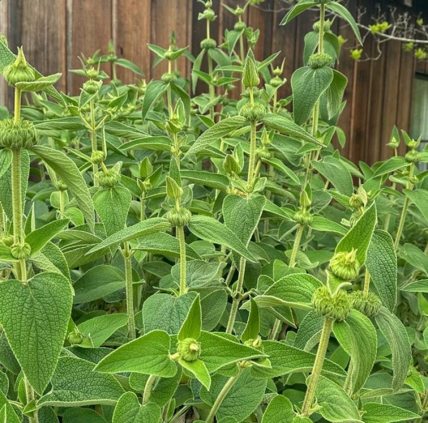 Mapache_Bay_Area_Luxury_Landscaping_Company_11 Turkish sage plants