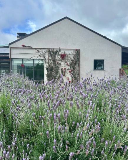 Mapache_Bay_Area_Luxury_Landscaping_Company_12 lavenders around house