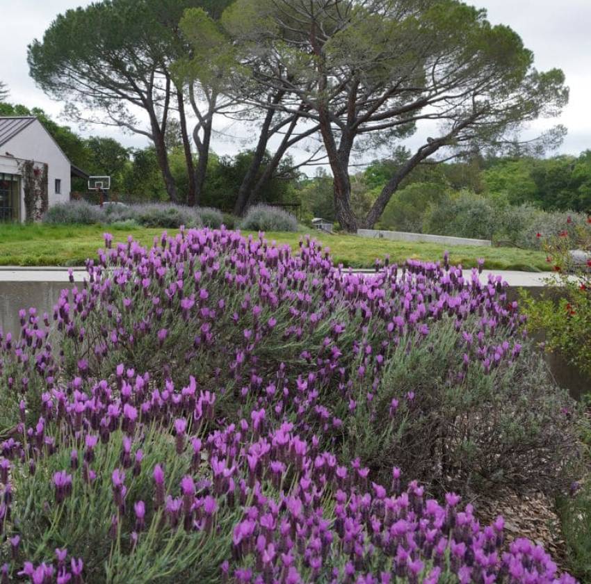 Mapache_Bay_Area_Luxury_Landscaping_Company_9 French lavender