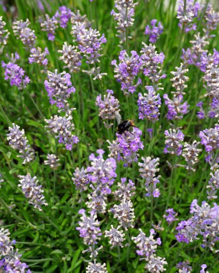 Salvia Plant picture