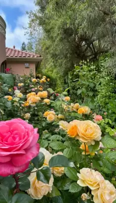 Taj_Palace_Petrus_Luxury_Landcape_Design_Company_Project (37) garden with a variety of roses in bloom
