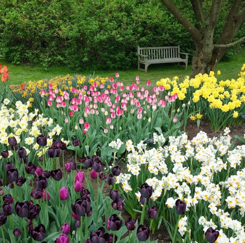 Tulips in the garden