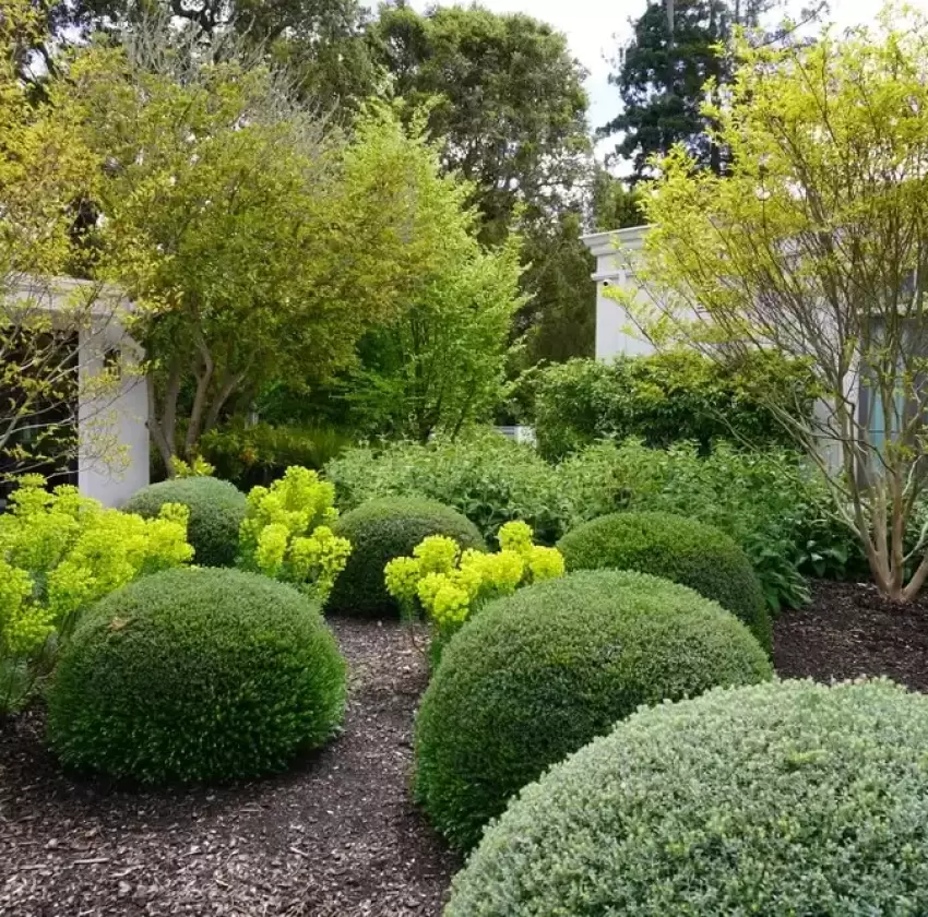 well-manicured garden with a variety of plants and shrubs