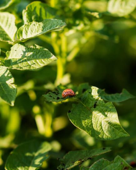 pest in garden